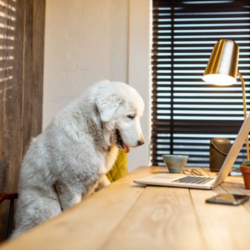Dog with a laptop in the soffice